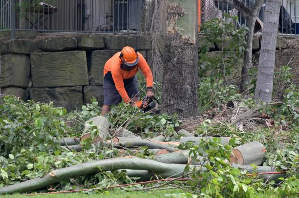 How Our Tree Care Process Works  in  Verona, VA