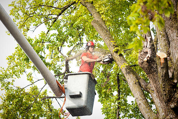 Professional  Tree Services in Verona, VA